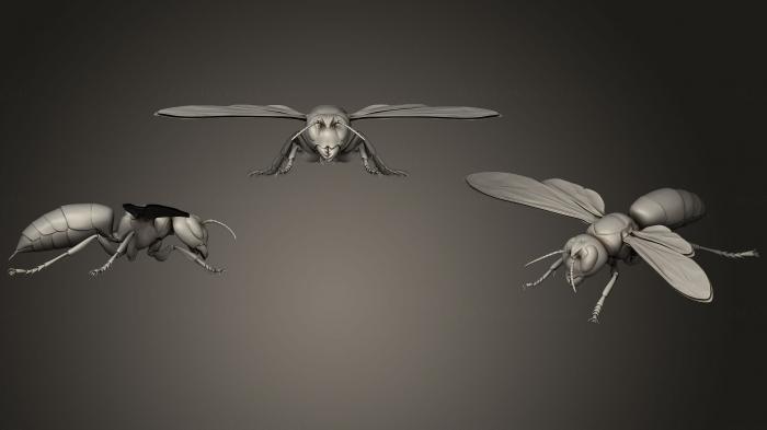 نموذج ثلاثي الأبعاد لآلة CNC الحشرات خنافس الحشرات 11